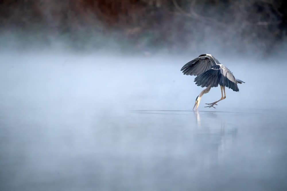 Misty Heron Hunting by Summer2016 — canvas wall art