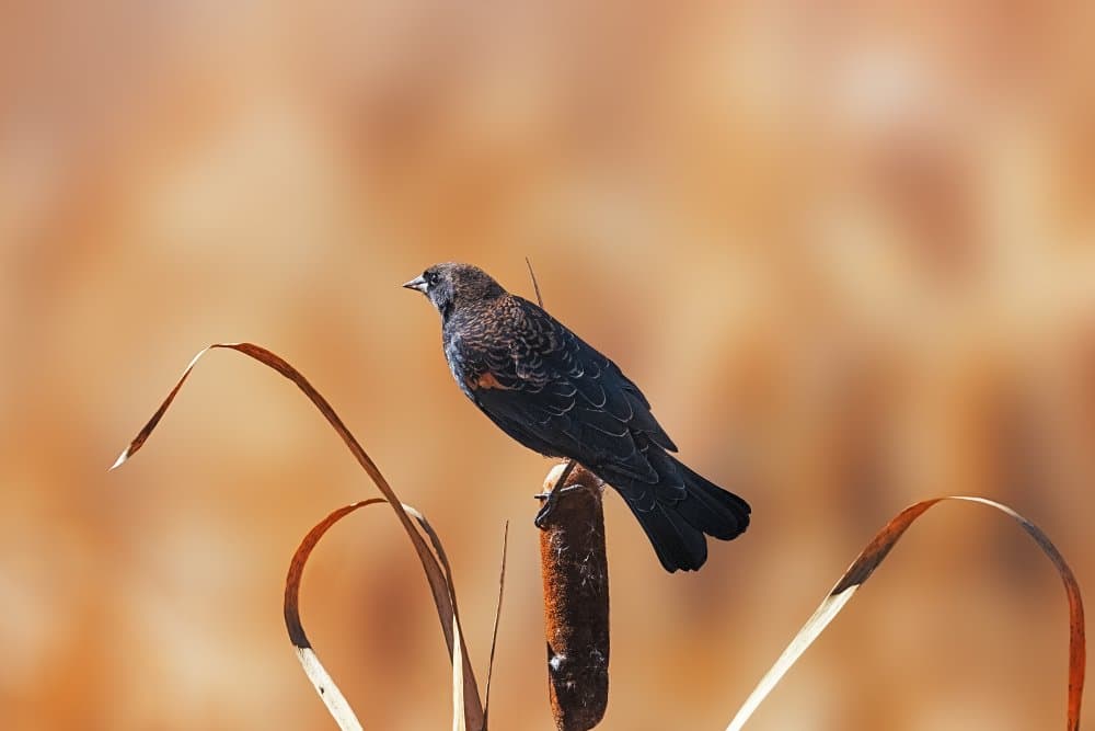 Solitary Marsh Bird by Siyu_Wei APA — canvas wall art