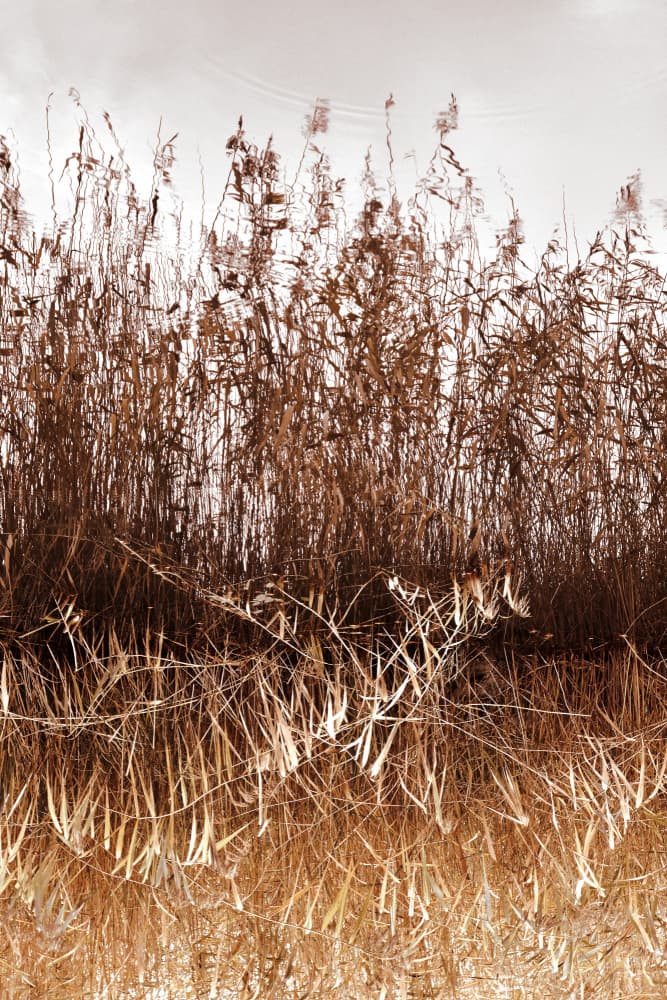 Golden Reeds Reflection by Christina Sillen — canvas wall art