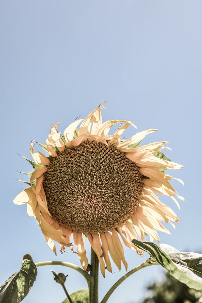 Golden Sunflower Sway by Shot by Clint — canvas wall art
