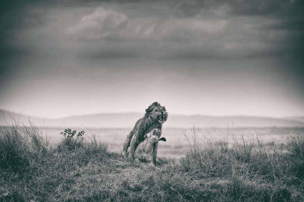 Wild Lions Mating by Mohammed Alnaser — canvas wall art
