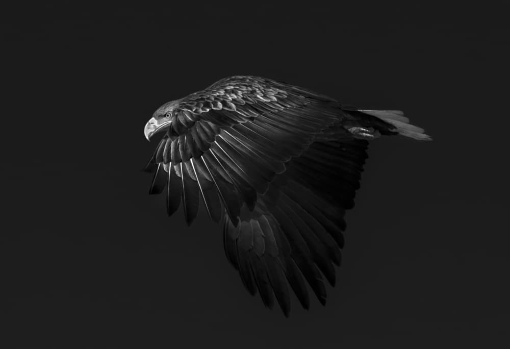 Majestic Eagle Flight by Larry Deng APA — canvas wall art