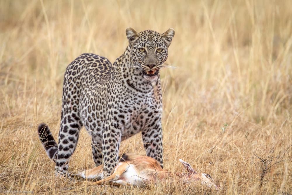 Leopard With Prey by Jeffrey C. Sink — canvas wall art