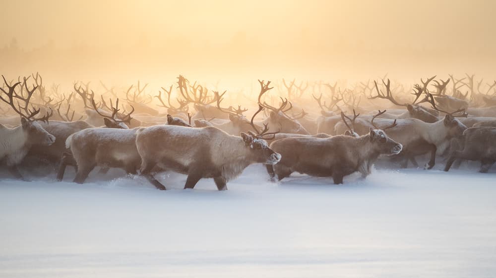 Reindeer Herd Winter Glow by Marcel Rebro — canvas wall art
