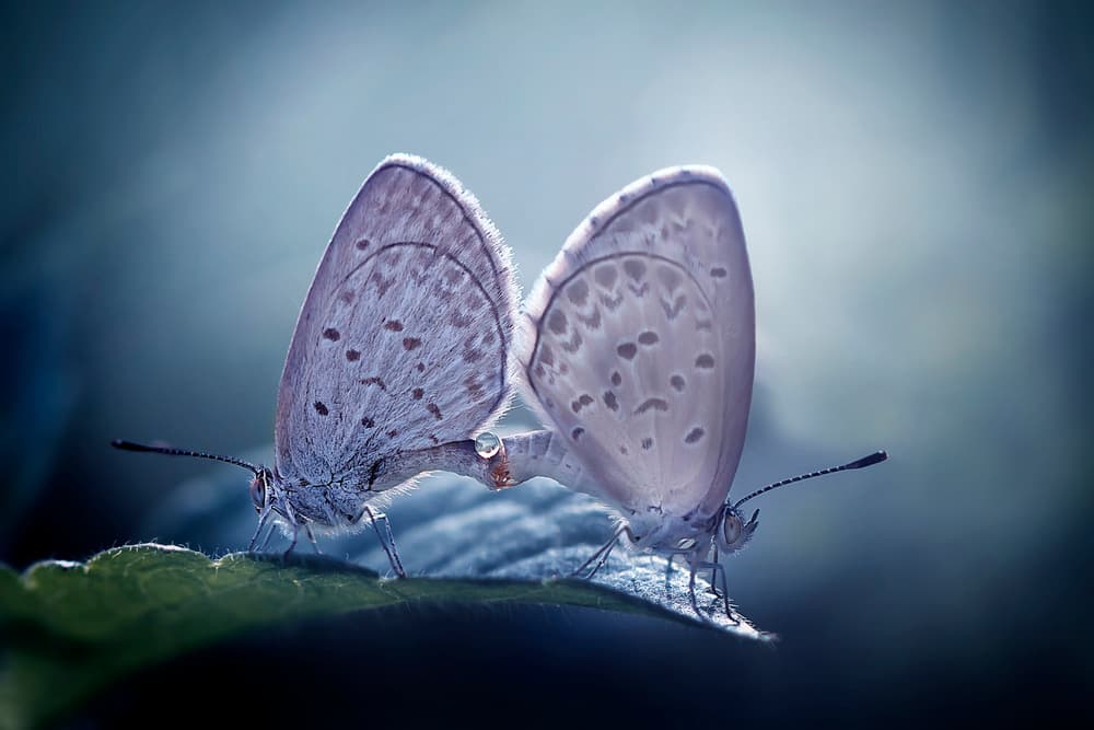 Delicate Butterfly Embrace by Fauzan Maududdin — canvas wall art