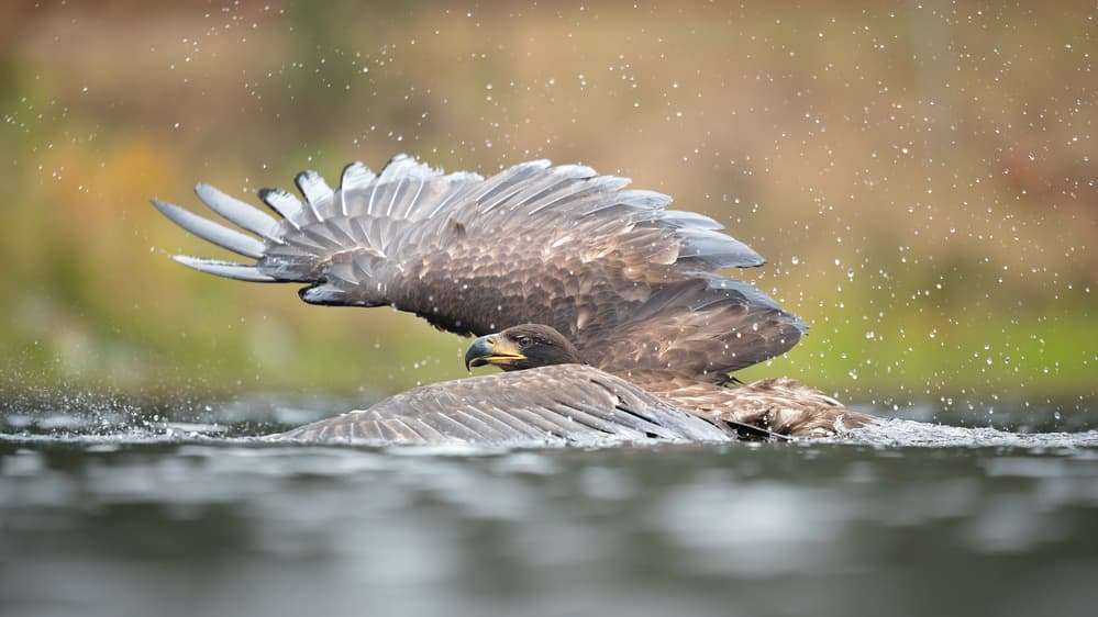 Majestic Eagle Splash by Milan Zygmunt — canvas wall art