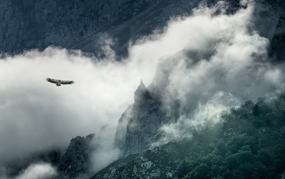 Eagle Among Mountain Clouds by Juan I. Cuadrado — canvas wall art
