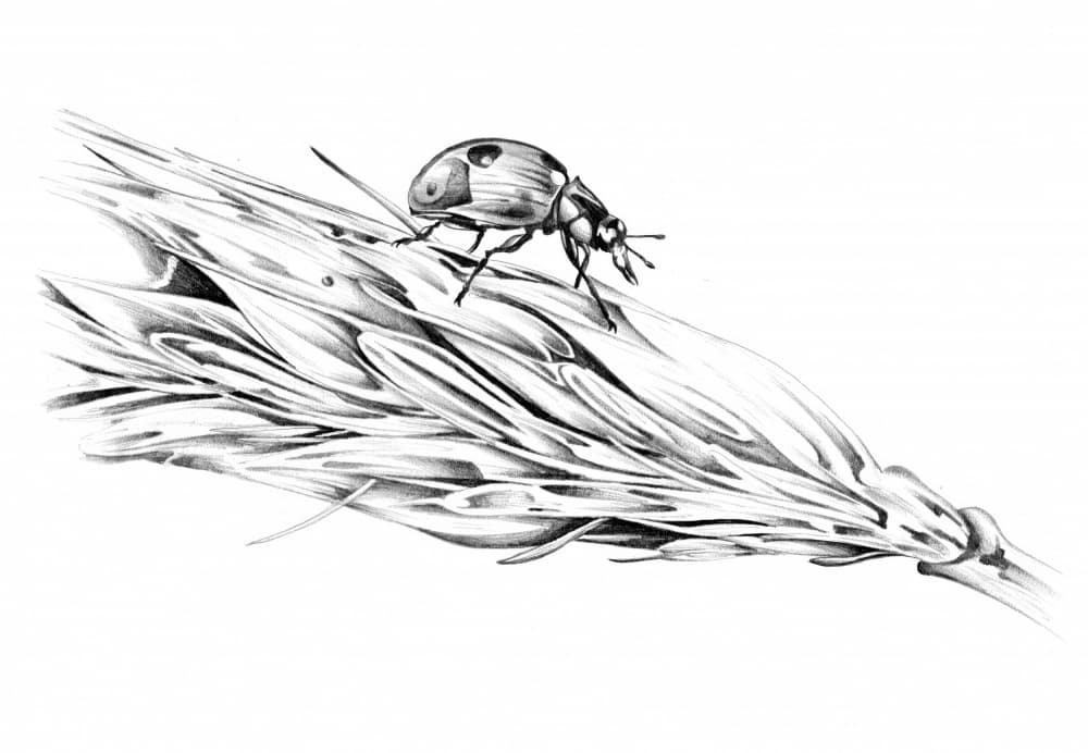 Ladybug on Wheat by Kulik — canvas wall art