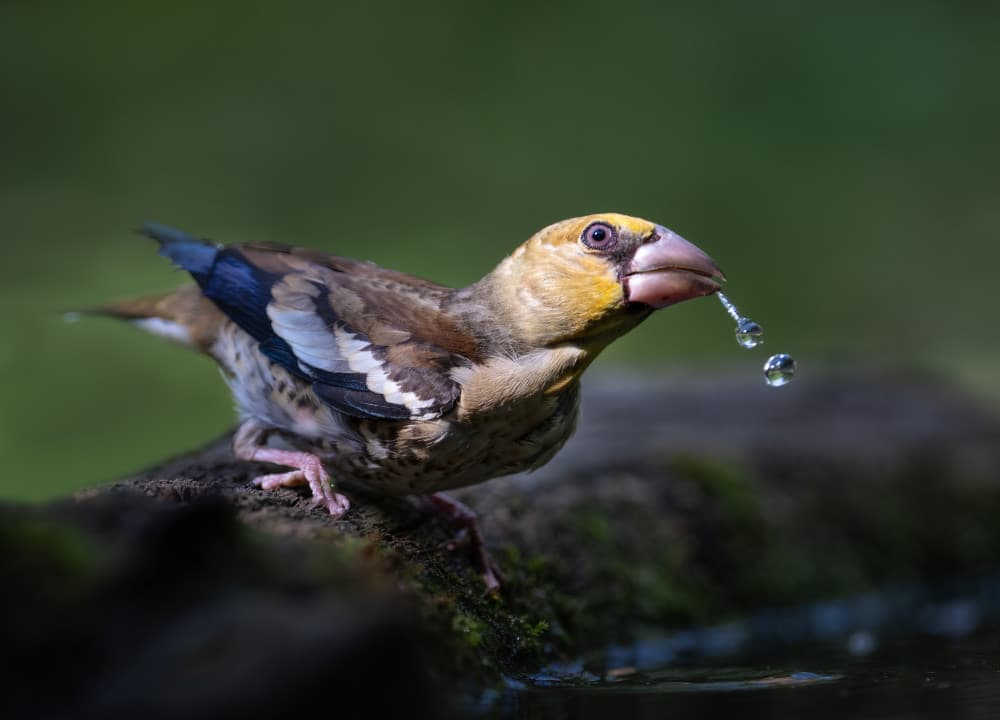 Hawfinch Drinking Water by Vicki Lai — canvas wall art