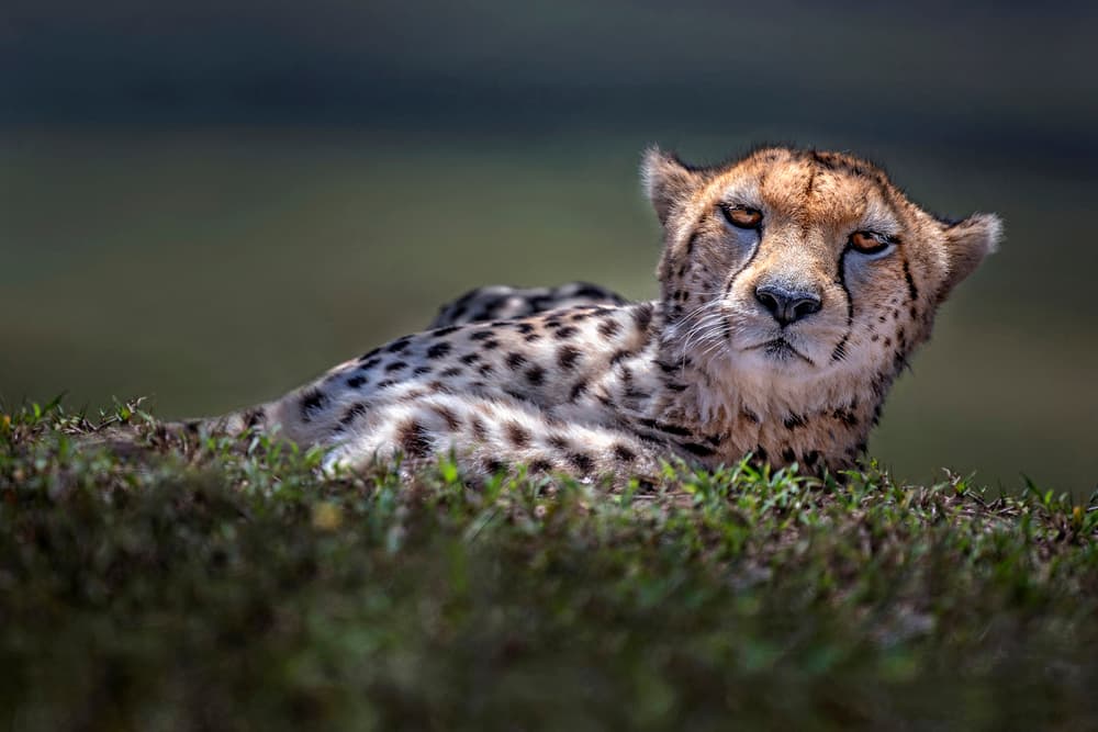 African Cheetah Gaze by Xavier Ortega — canvas wall art