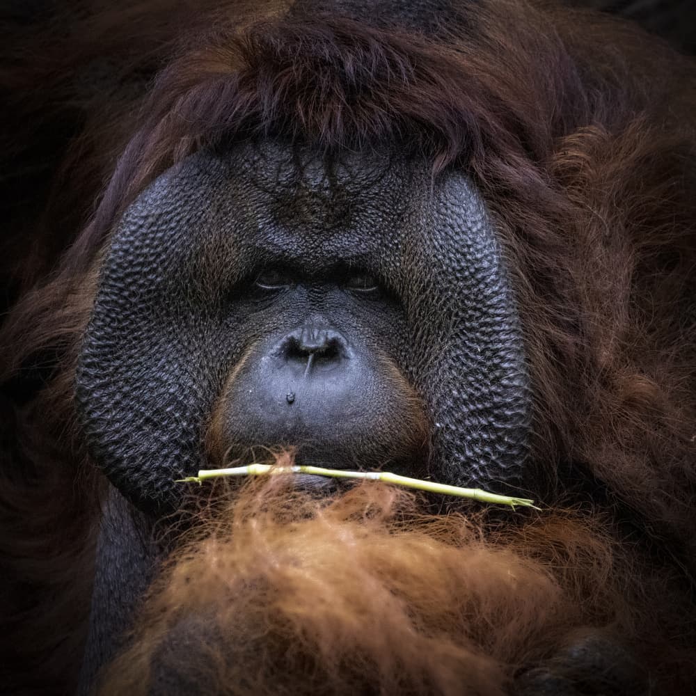 Pensive Orangutan Portrait by Sally Widjaja — canvas wall art