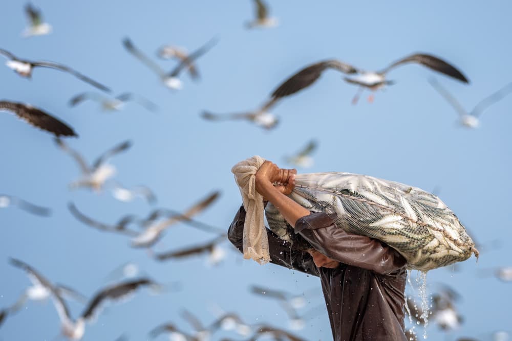 Fresh Catch and Gulls by Haitham AL Farsi — canvas wall art