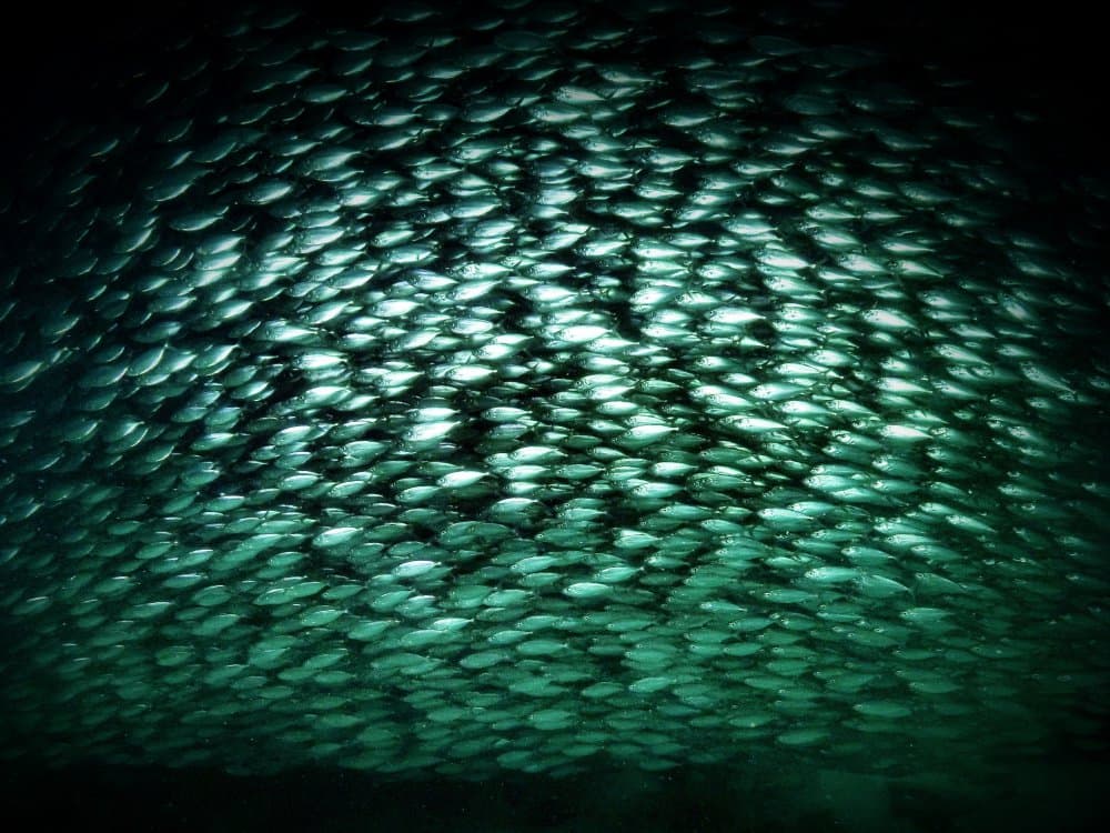 Shimmering School of Fish by Serge Melesan — canvas wall art