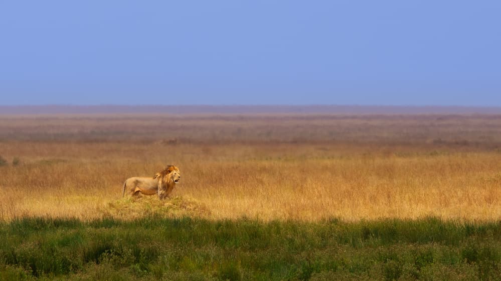 Majestic African Lion by Mohammed Alnaser — canvas wall art