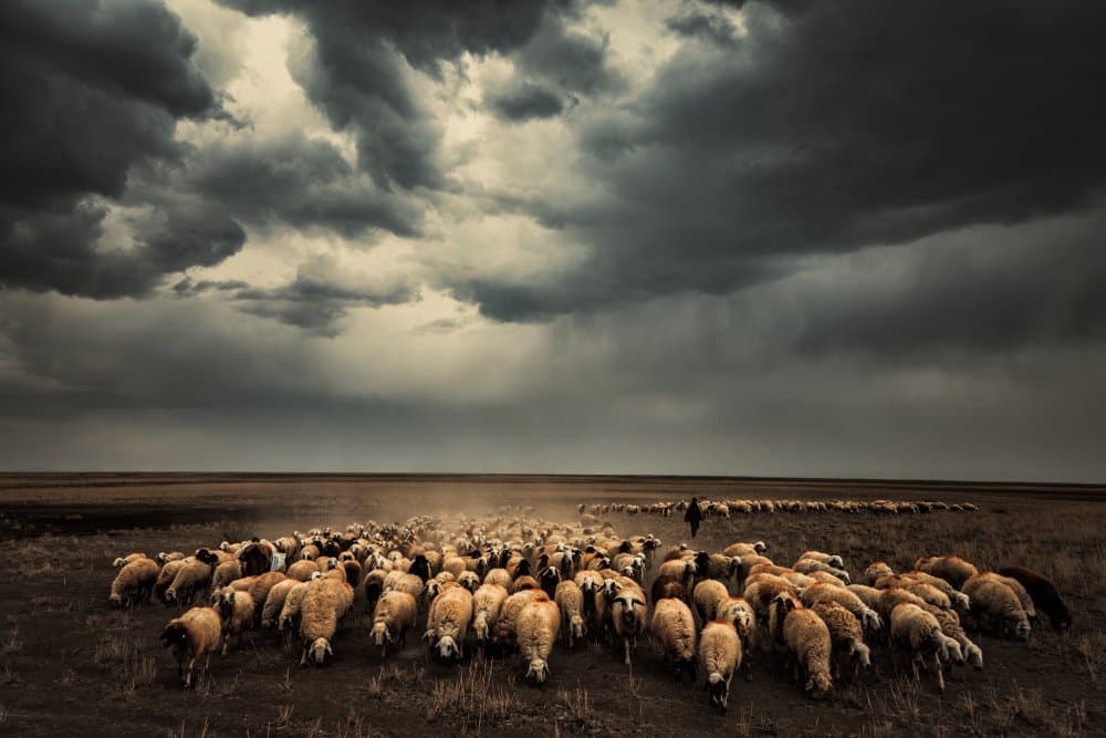 Shepherd Under Stormy Sky by M. Emre Erol — canvas wall art