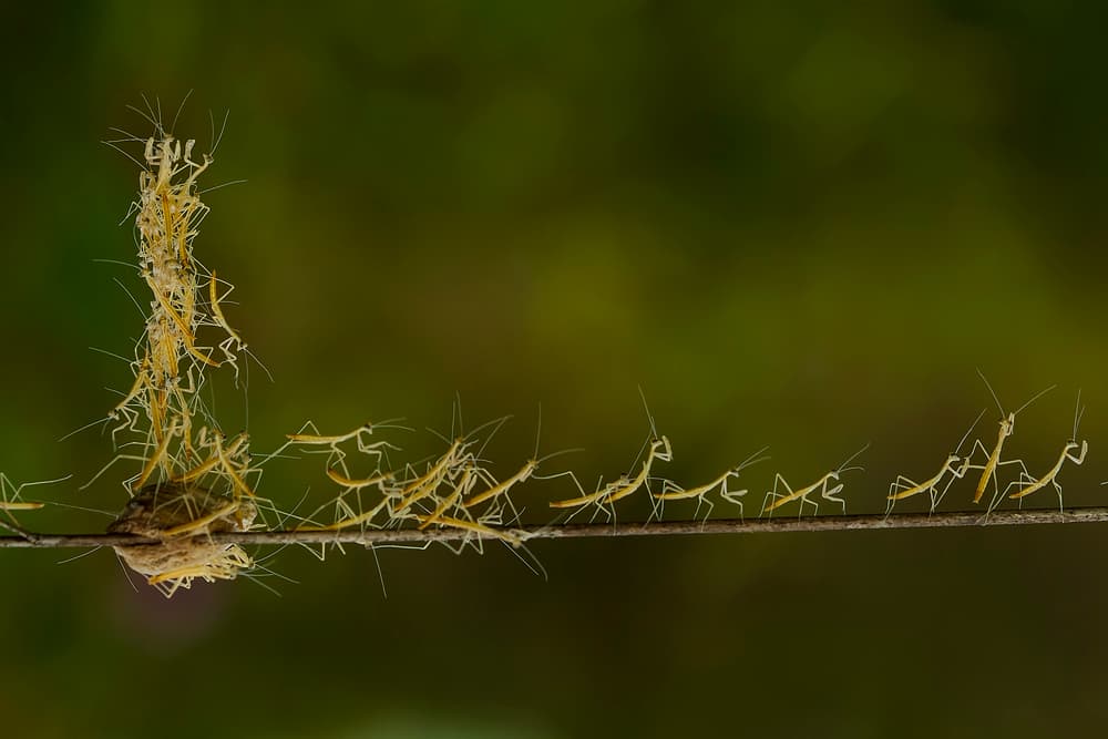 Baby Mantises Emerging by Abdul Gapur Dayak — canvas wall art