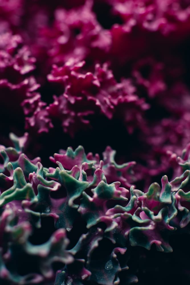 Vibrant Botanical Detail by Javier Pardina — canvas wall art