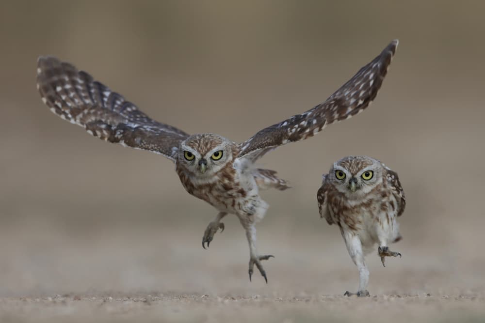 Owls In Action by David Manusevich — canvas wall art