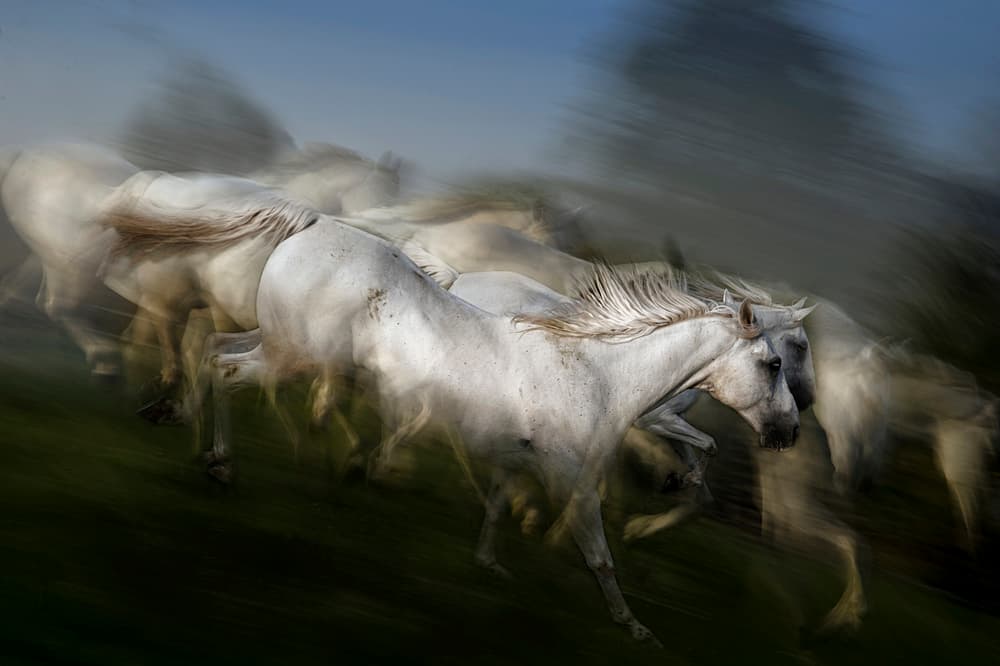White Horses Running by Milan Malovrh — canvas wall art