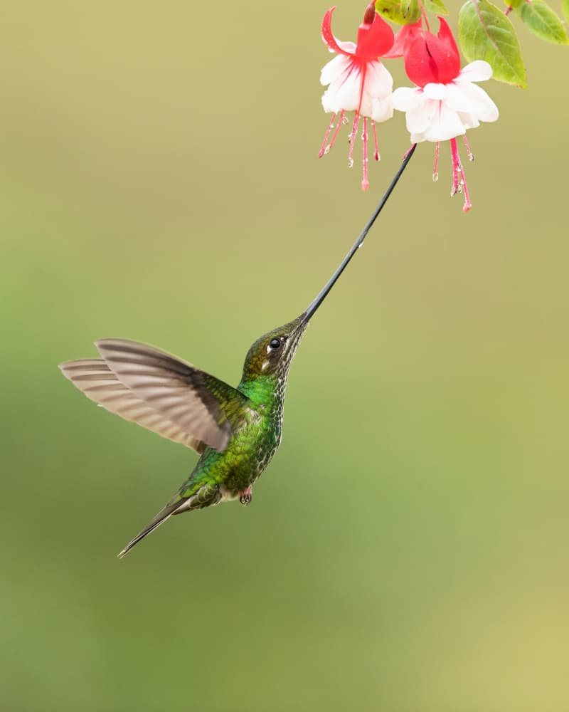 Sword-billed Hummingbird Feeding by Milan Zygmunt — canvas wall art