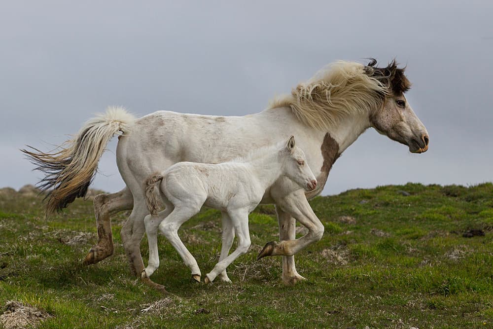 Wild Mare and Foal by Þorsteinn H. Ingibergsson — canvas wall art