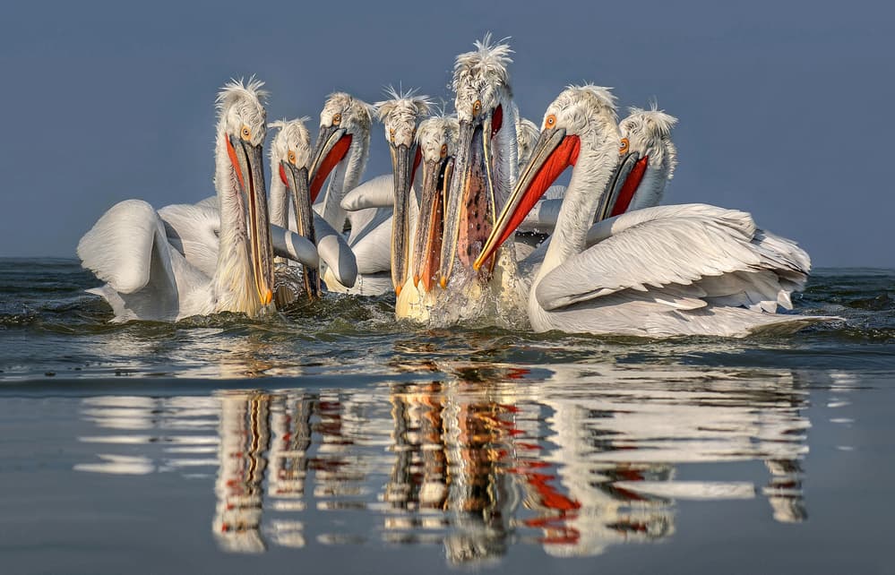 Pelicans Feeding Frenzy by Xavier Ortega — canvas wall art