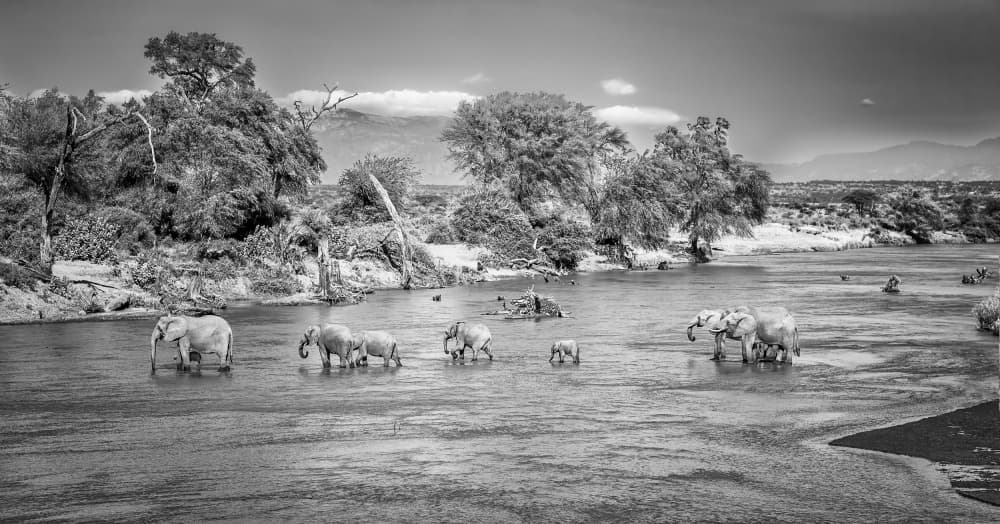Majestic Elephants River Crossing by Jeffrey C. Sink — canvas wall art