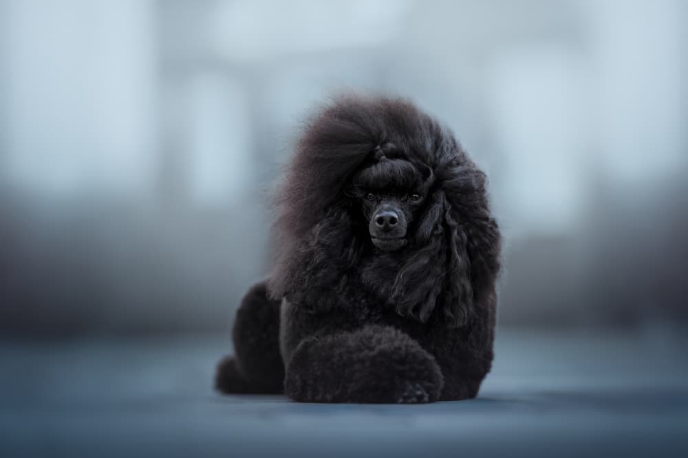 Regal Black Poodle by Ve Shandor — canvas wall art