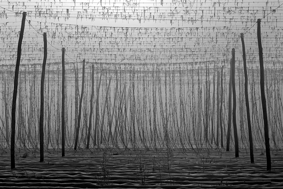 Abstract Field Lines by Jure Kravanja — canvas wall art