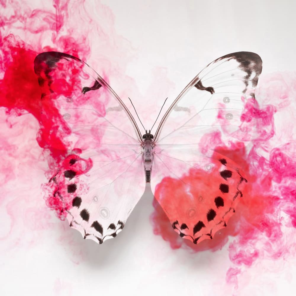 Ink Bloom Butterfly by Alyson Fennell — canvas wall art