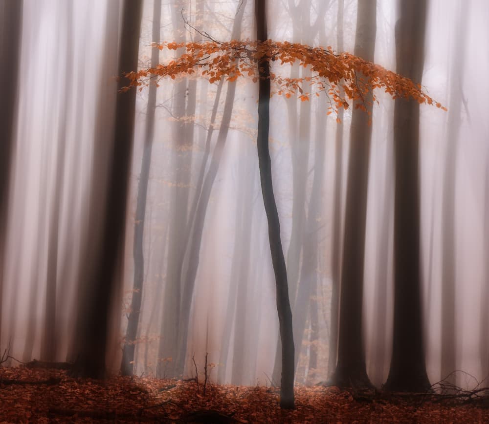 Ethereal Autumn Forest by Hilda van der Lee — canvas wall art