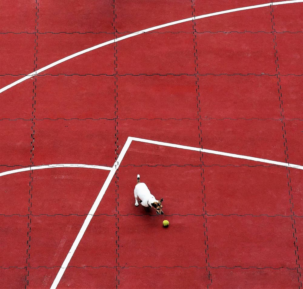 Playful Dog Red Court by Arnon Orbach — canvas wall art
