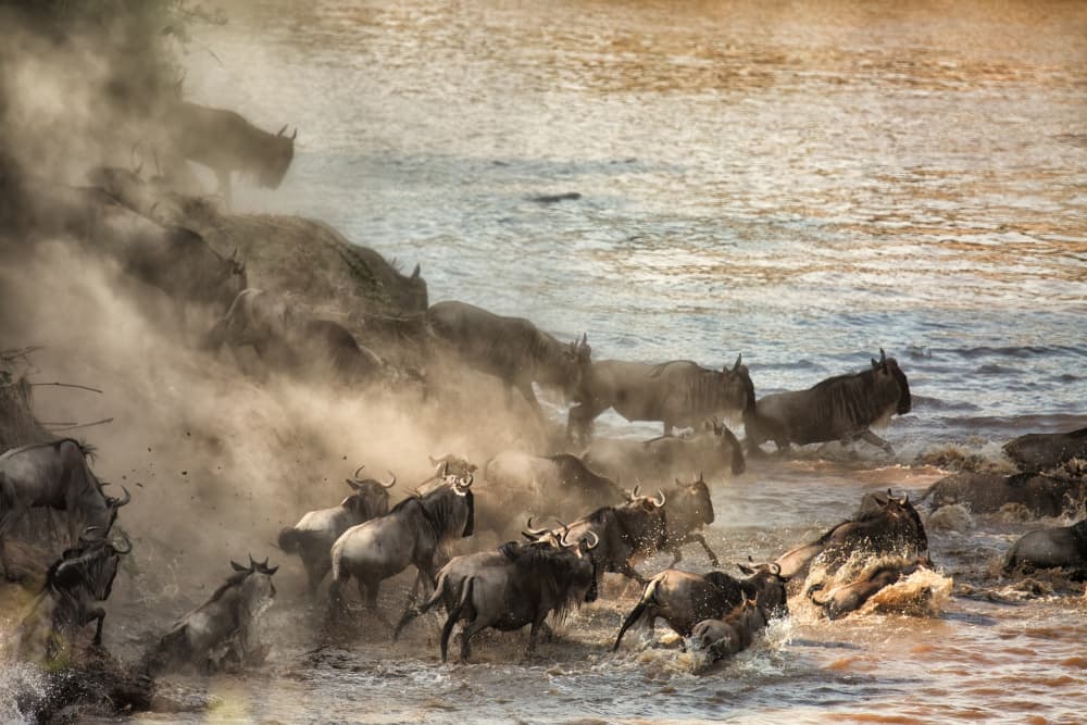 Great Migration Crossing by Raffi Bashlian — canvas wall art