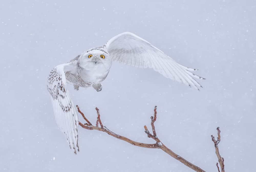 Snowy Owl Winter Flight by Tao Huang — canvas wall art