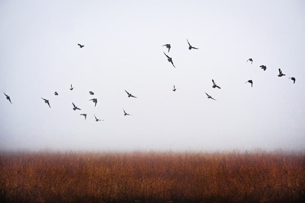 Misty Morning Birds by Ryan Braxton — canvas wall art