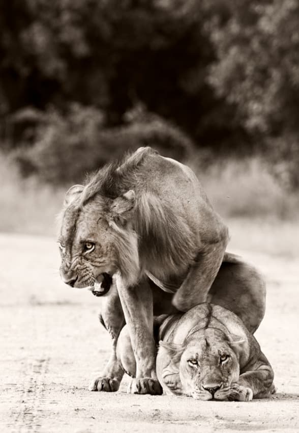 Lions Primal Mating by WildPhotoArt — canvas wall art