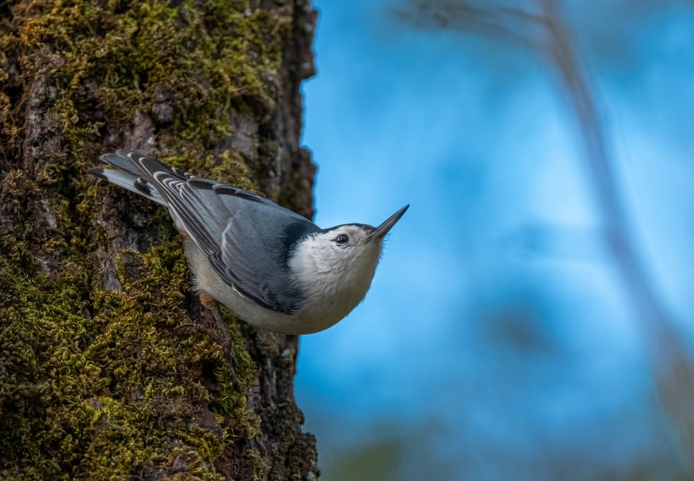 Nuthatch on Mossy Tree by Johnson Huang — canvas wall art