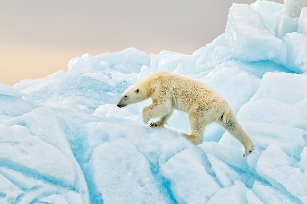 Arctic Ice Walker by Joan Gil Raga — canvas wall art