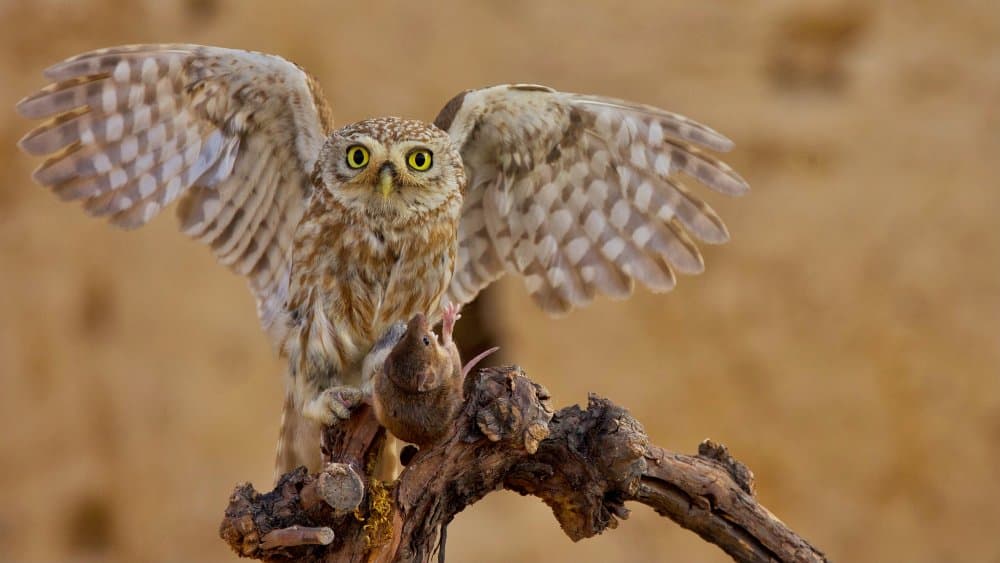 Little Owl's Catch by David Manusevich — canvas wall art