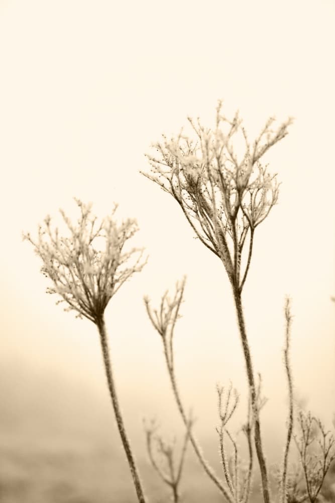 Ethereal Winter Botanicals by Christina Sillen — canvas wall art