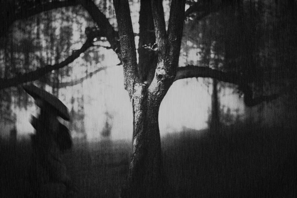 Moody Forest Umbrella by Teruhiko Tsuchida — canvas wall art