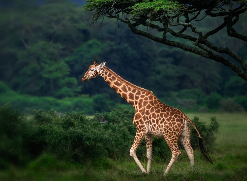Graceful African Giraffe by Allen SDCA — canvas wall art