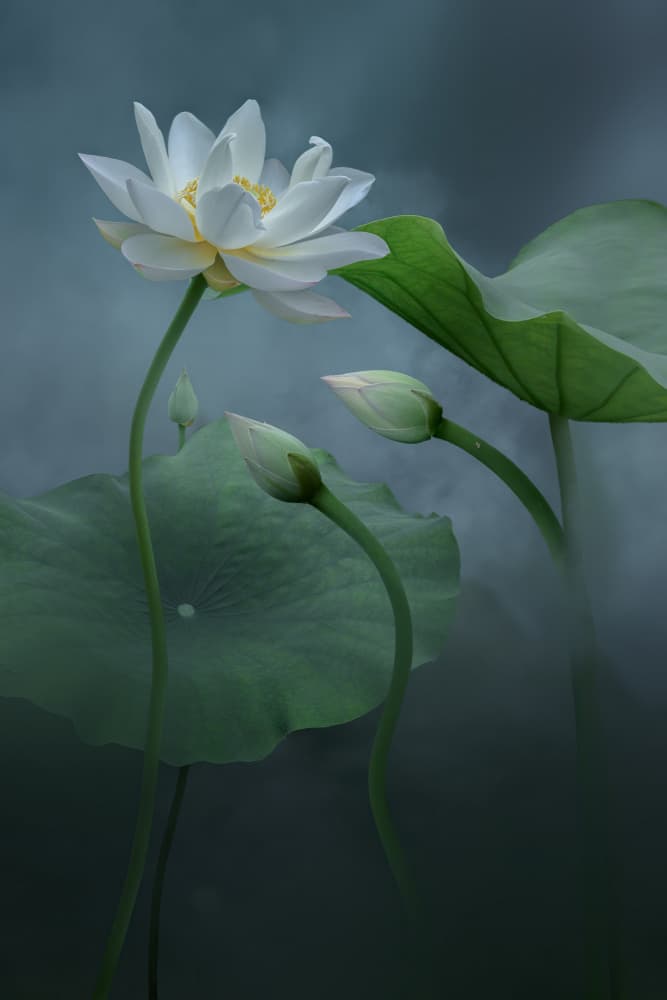 White Lotus Serenity by NingYun Ye — canvas wall art