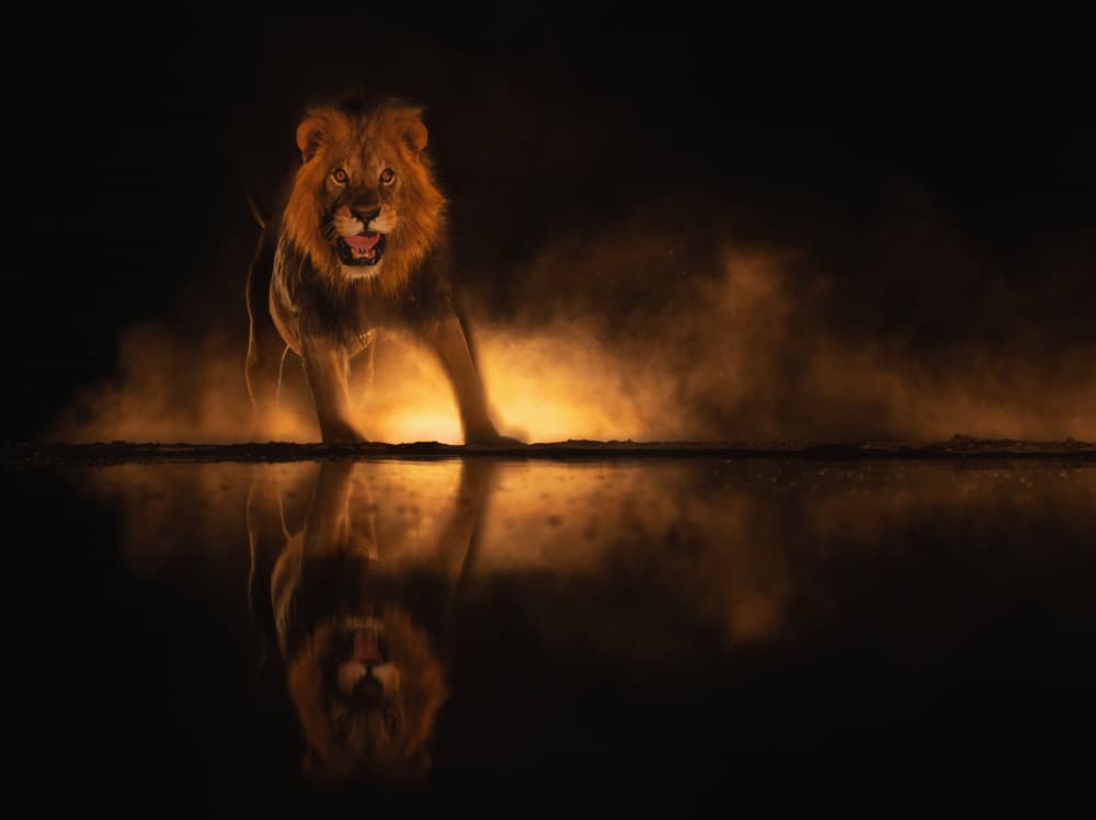 Majestic Lion Reflection by MIN LI — canvas wall art