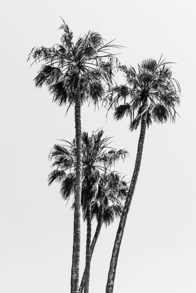 Black and White Palms by Melanie Viola — canvas wall art