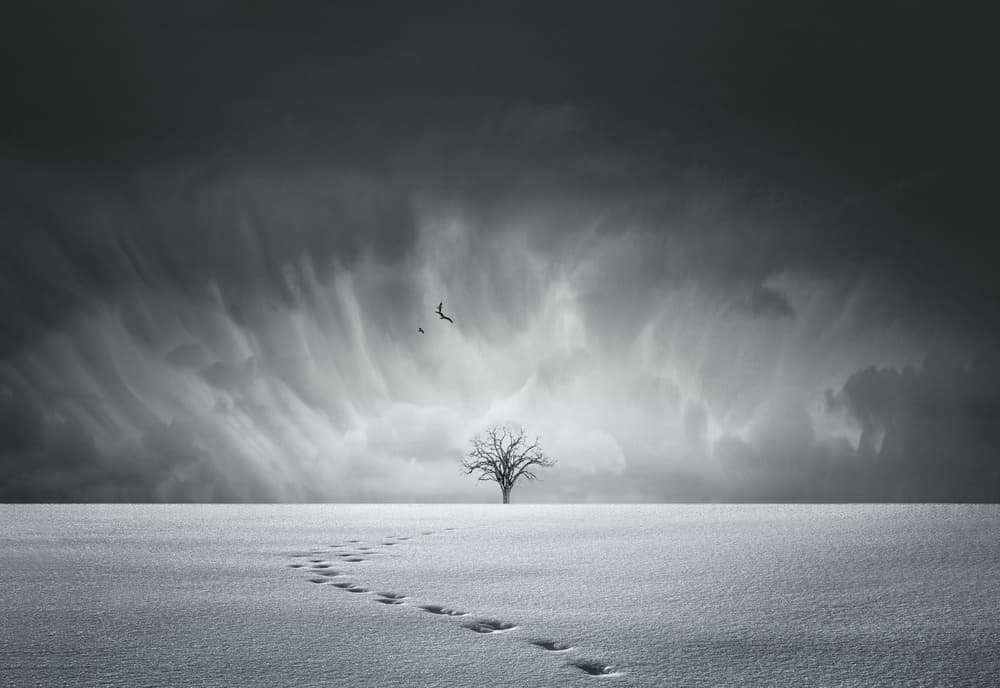 Lone Tree Winter Storm by Larry Deng APA — canvas wall art