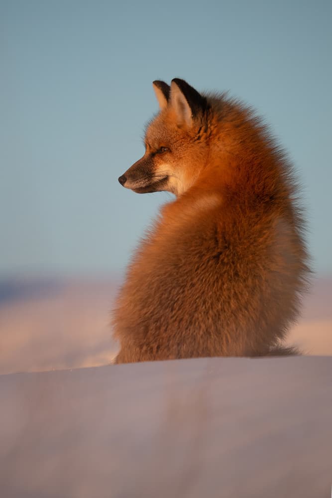Peaceful Red Fox by Roberto Marchegiani — canvas wall art