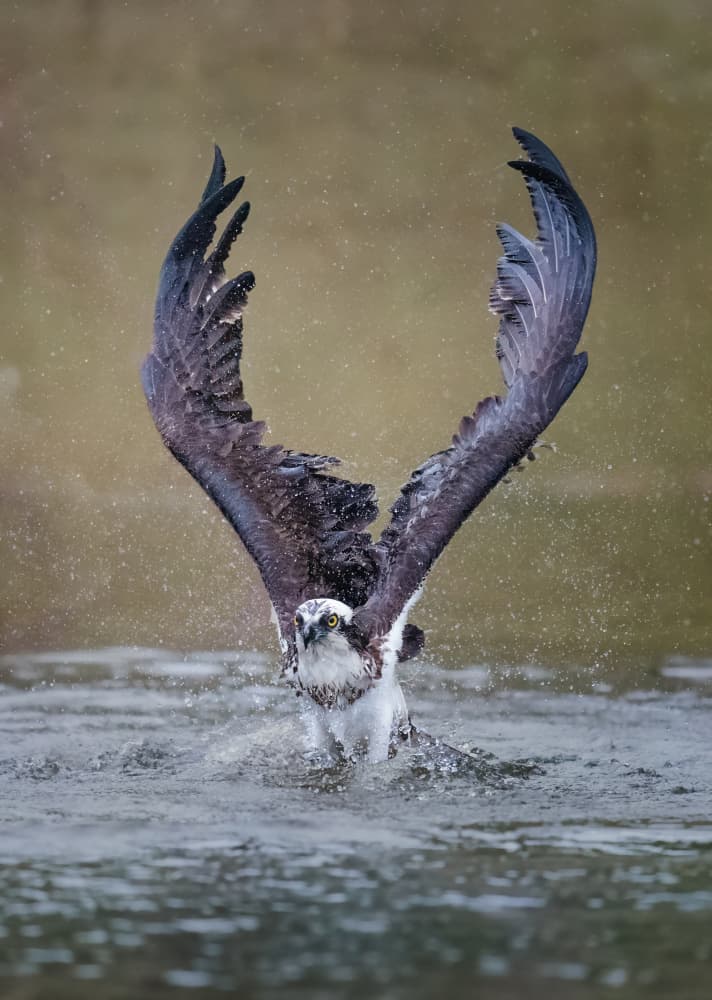 Osprey Water Ascent by Tao Huang — canvas wall art