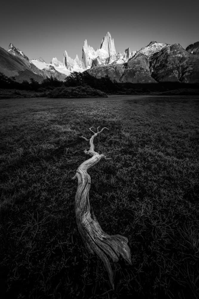 Gnarled Wood Mountain Majesty by Chuan Chen APA — canvas wall art