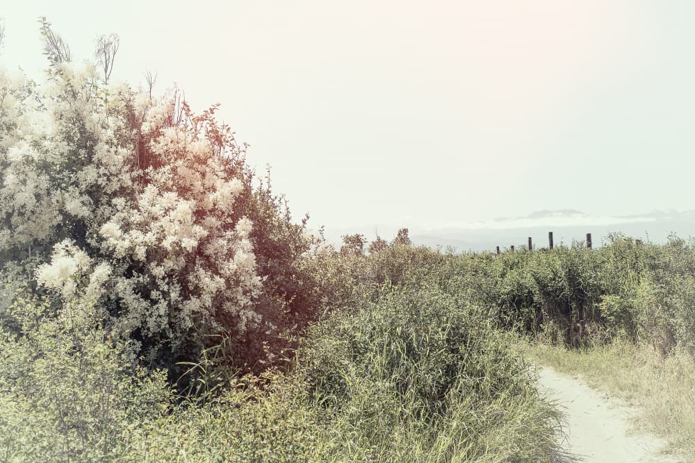 Serene Coastal Pathway by Lynann Colligan — canvas wall art